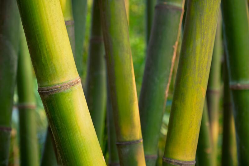 Bambus Nahaufnahme